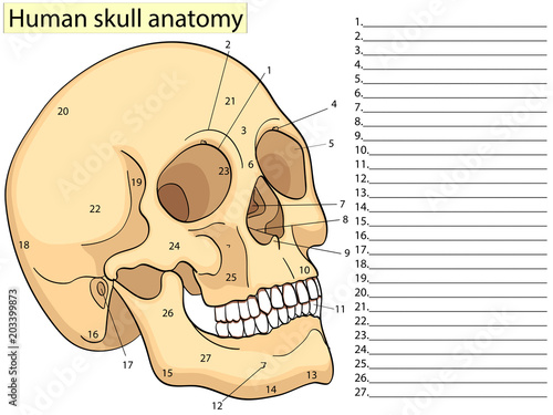 Medical Education Chart of Biology Human Skull Diagram. Vector. Front aspect white background basic medical education