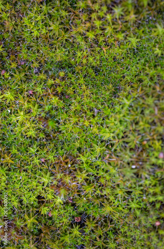 Emerald green grass in form of stars for background. Moss with dew texture. Natural ecological forest photo with leaves.