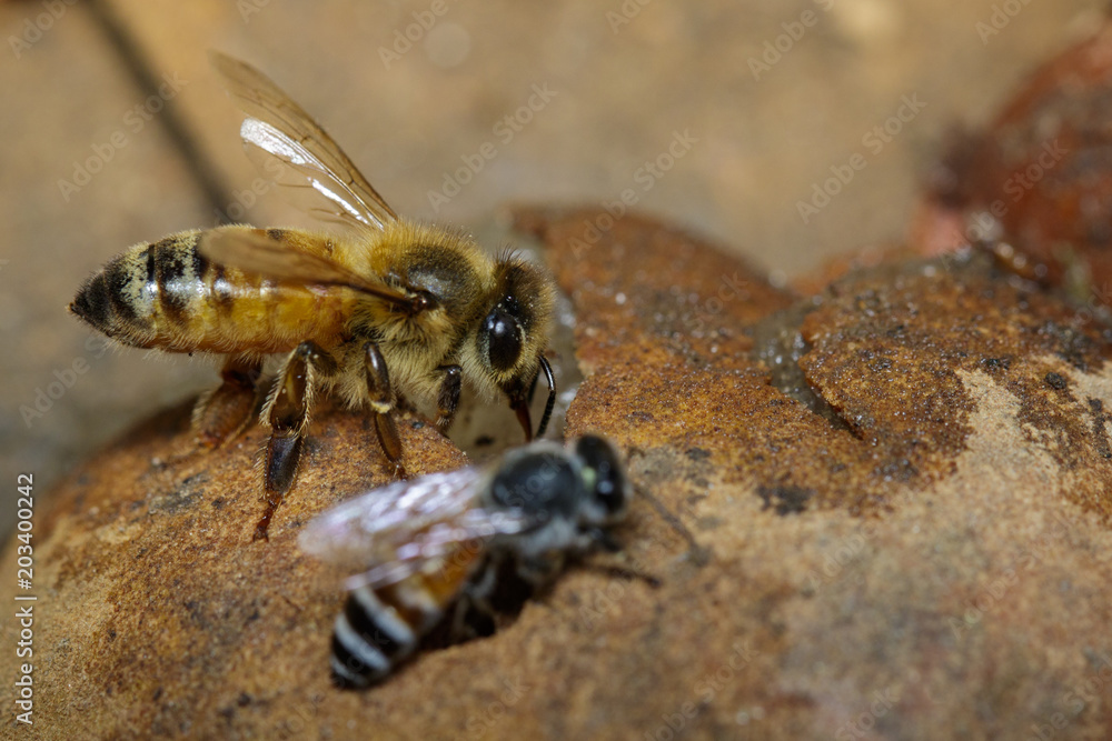 The bee is sucking the sweet nectar from the longan on the ground.