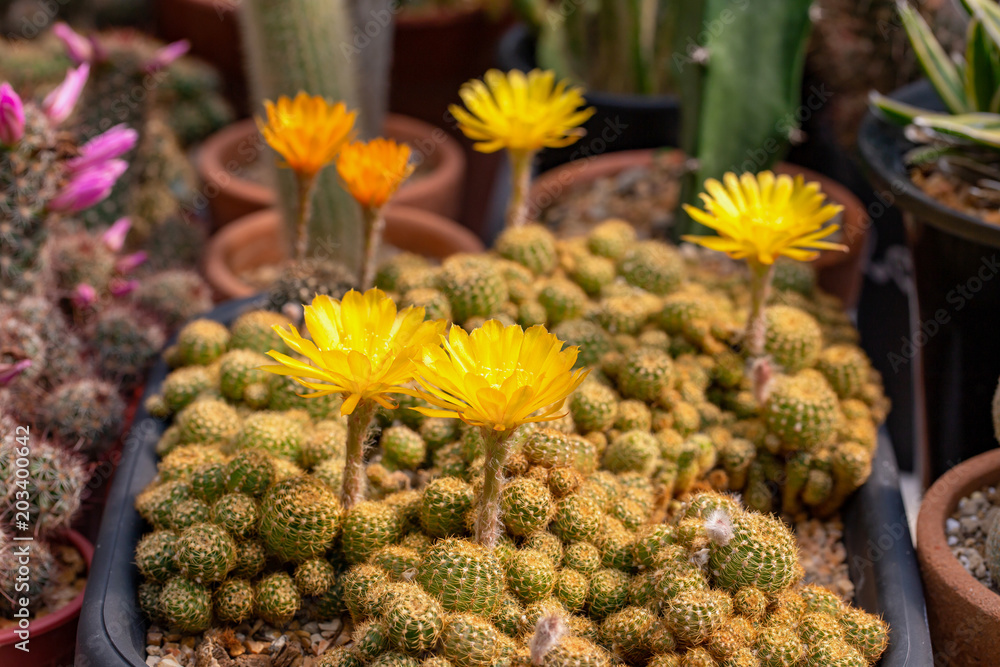 Cactus is the succulent plant with many different shapes, colors, variegated and beautiful flowers. Its native is in desert. People grow cactus for decorate in their garden, glasshouse or greenhouse Cactus is the succulent plant with many different shapes, colors, variegated and beautiful flowers. Its native is in desert. People grow cactus for decorate in their garden, glasshouse or greenhouse