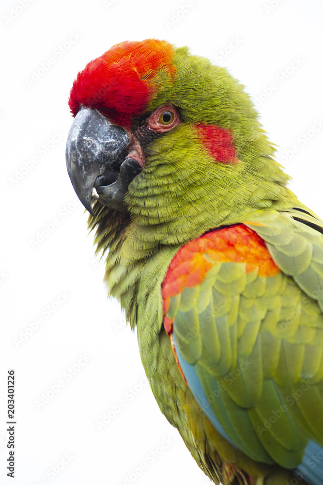 Fototapeta premium Red-fronted Macaw head closeup, isolated on white