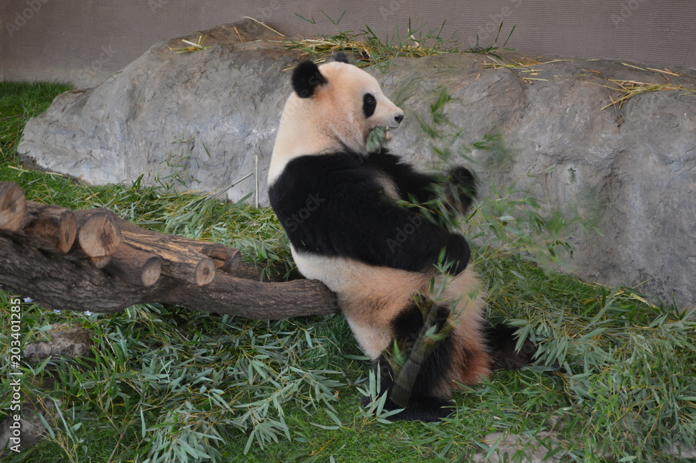 Fototapeta premium アドベンチャーワールドのパンダ