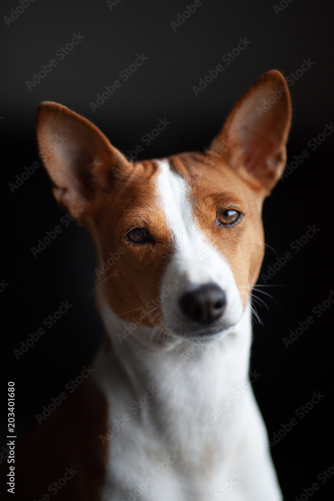 Basenji Basenji