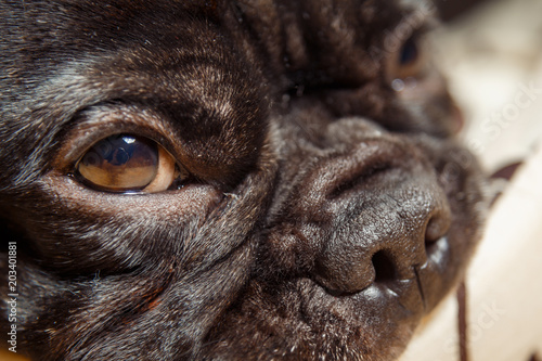 A black French bulldog lies on a soft sleeping place. Face close-up. A pet is in its place