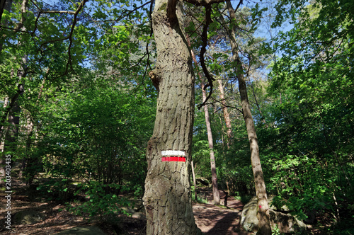 Nemours forest hiking path in the French Gâtinais regional nature paark photo