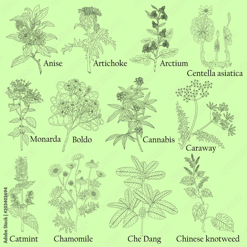 Herbal. Illustration of a plants in a vector with flower for use in the cooking of medicinal herbal tea. Also for coloring book or for studying botanical properties. Herbal. Illustration of a plants in a vector with flower for use in the cooking of medicinal herbal tea. Also for coloring book or for studying botanical properties.