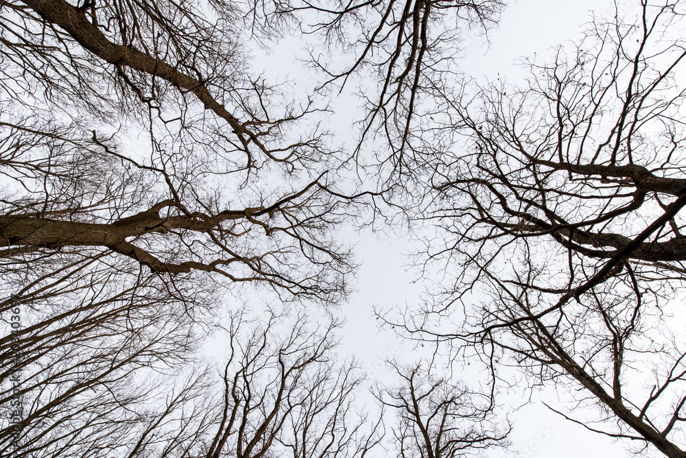 Baumsilhouetten im Himmel von unten Baumsilhouetten im Himmel von unten