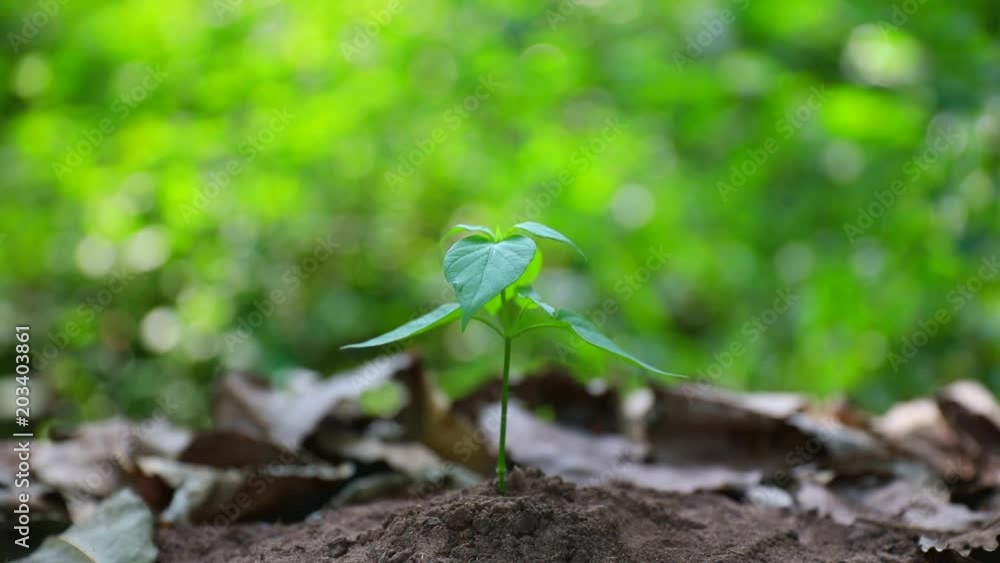 Plant growing on soil with green nature backdrop. Plant growing on soil with green nature backdrop.