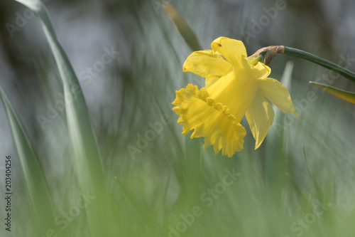 Fototapeta Naklejka Na Ścianę i Meble -  gelbe Narzisse mit diffusem abstrakten Hintergrund