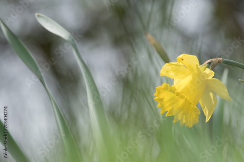 Fototapeta Naklejka Na Ścianę i Meble -  gelbe Narzisse mit diffusem abstrakten Hintergund