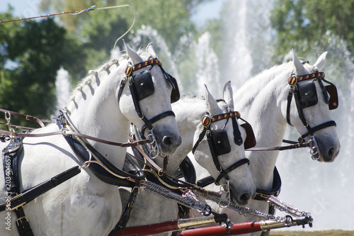 Foto Carruaje con potencia de tres caballos o three abreast