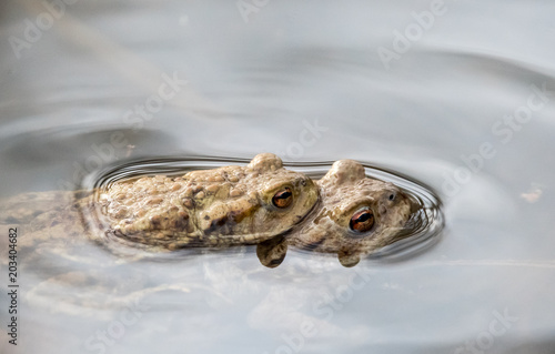 zwei Kröten schwimmen übereinander im Wasser