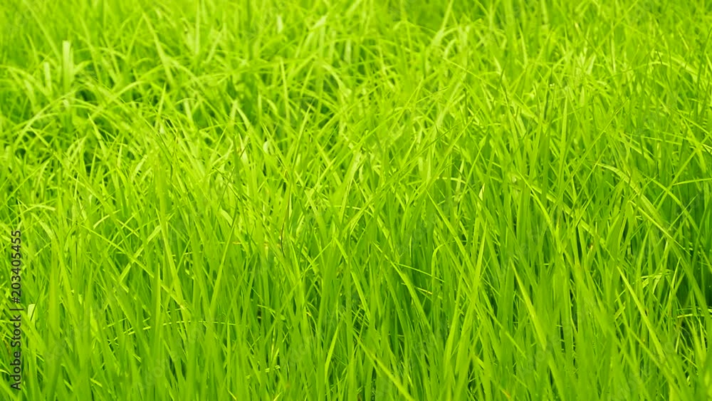 green grass field background in crane shot video. green grass field background in crane shot video.