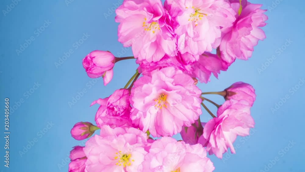 Pink Flowers Blossoms on the Branches Sakura Tree. Blue Background. Timelapse. 4K.
Pink Flowers Blossoms on the Branches Sakura Tree. Blue Background. Timelapse. 4K.