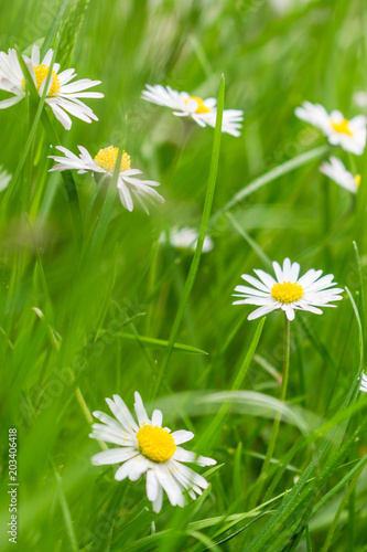 Fototapeta Naklejka Na Ścianę i Meble -  Gänseblümchen
