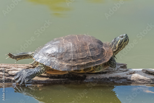 red eared slider turtle, tortoise on a floated wood in the pond
