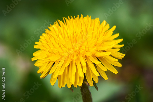 Dandelion (Taraxacum) closeup
