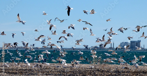 Flying flock