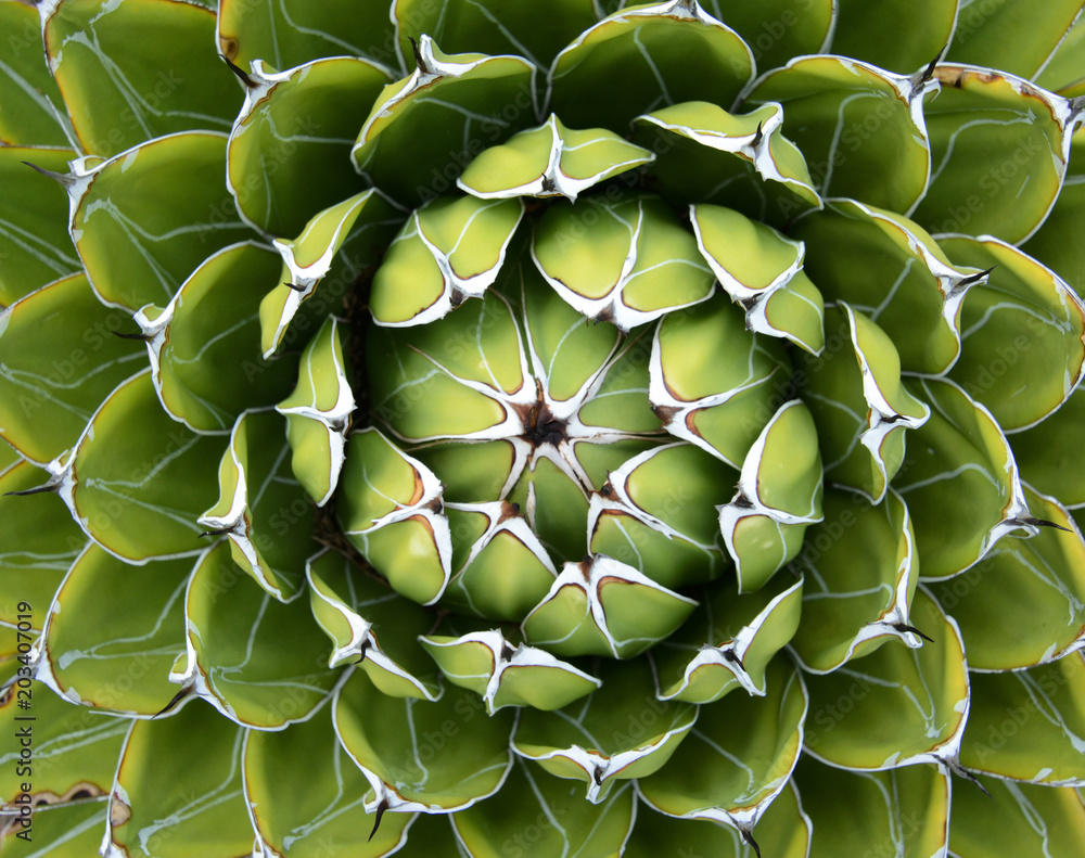 Natural plant background pattern of a spiraled rosette from a royal agave Natural plant background pattern of a spiraled rosette from a royal agave