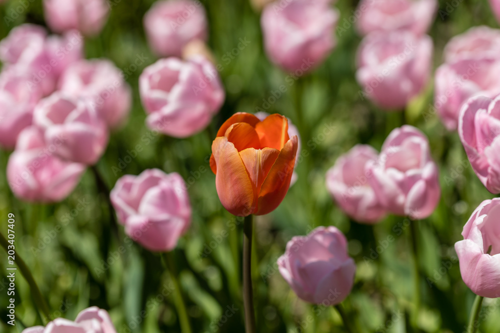 Tulips grown in a garden Tulips grown in a garden