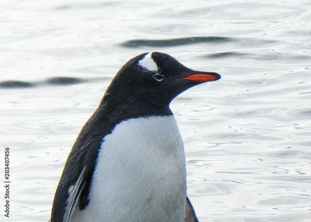 Obraz premium Gentoo Pengui