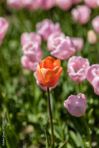 Tulips grown in a garden