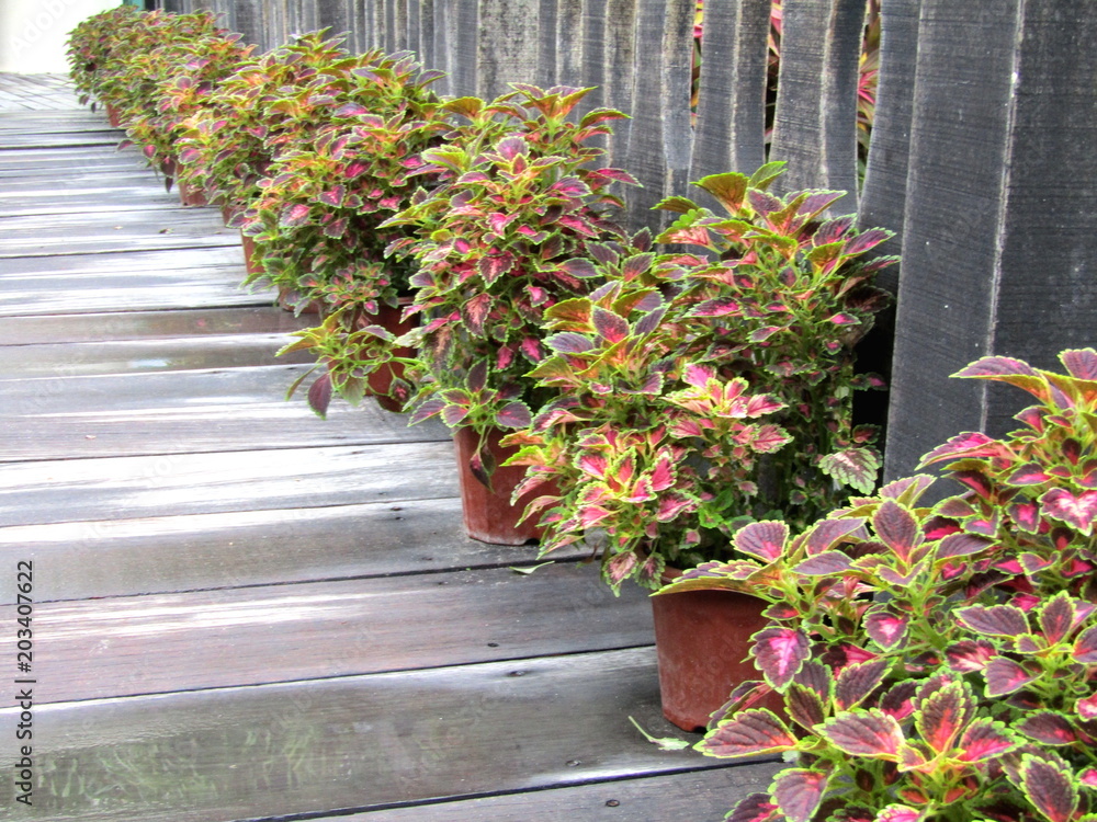 Naklejka premium flowers in pots stand along a wooden fence