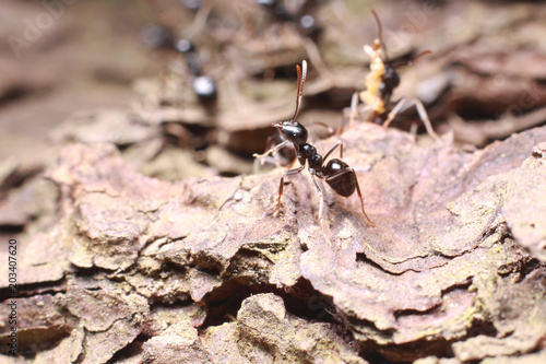 Black ant on tree bark. © flexelf
