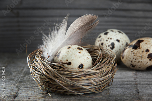 Quail eggs and feather in nest on wooden background