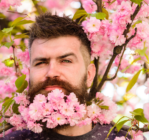 Barber and hair care concept. Man with beard and mustache on cunning face near pink flowers, close up. Bearded man with sakura on background, defocused. Hipster with sakura blossom bouquet in beard.
