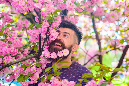 Man with beard and mustache on happy face near pink flowers. Hipster enjoy spring with sakura blossom in beard. Bearded man with fresh haircut with bloom of sakura on background. Blooming concept.