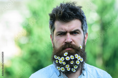 Masculinity concept. Hipster on strict face, nature background, copy space. Man with beard and mustache enjoy spring, green trees background. Guy with daisy or chamomile flowers in beard.