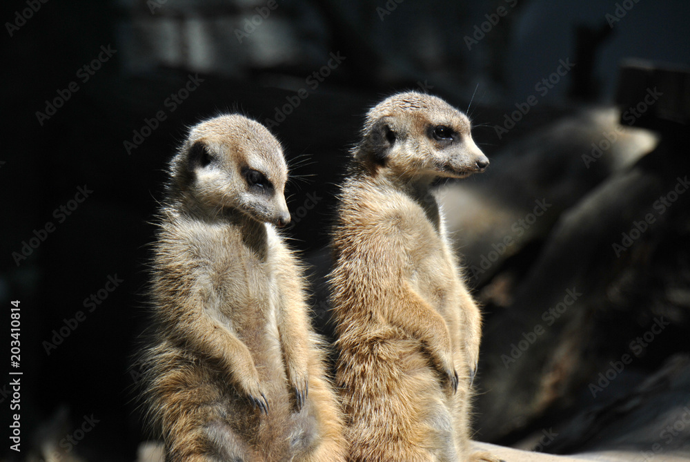 Fototapeta premium Two meerkats on altert for the rest of the clan