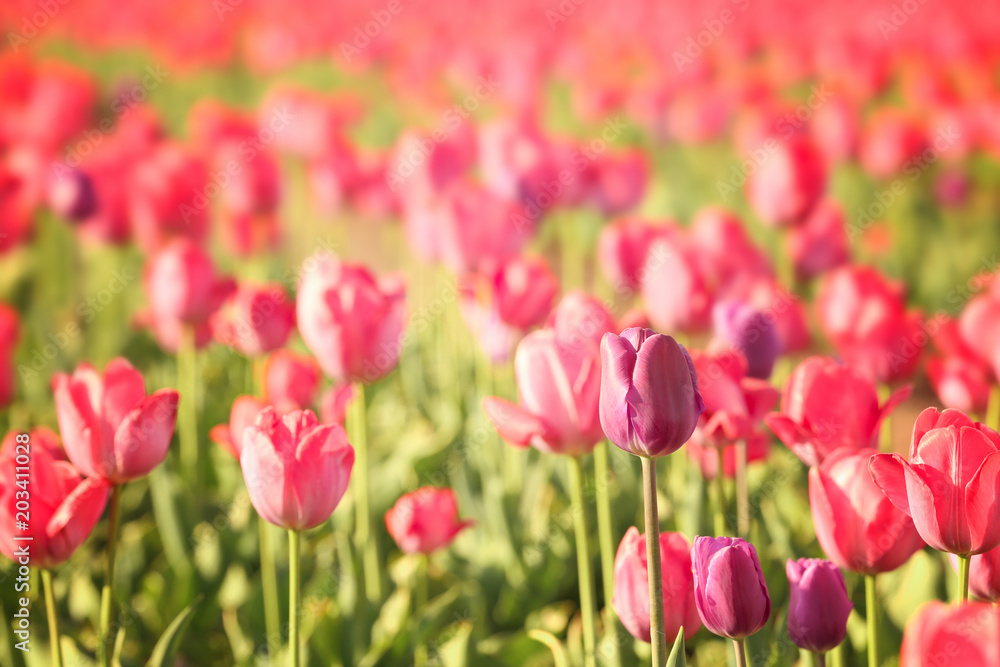 Blossoming tulips in field on sunny spring day