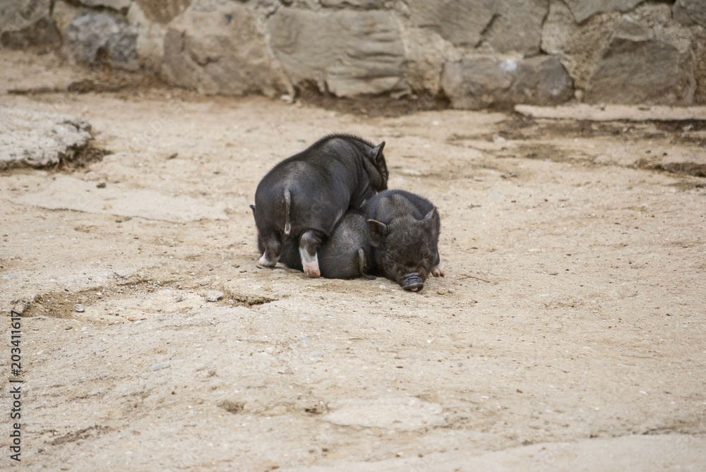 Vietnamese pigs Vietnamese pigs