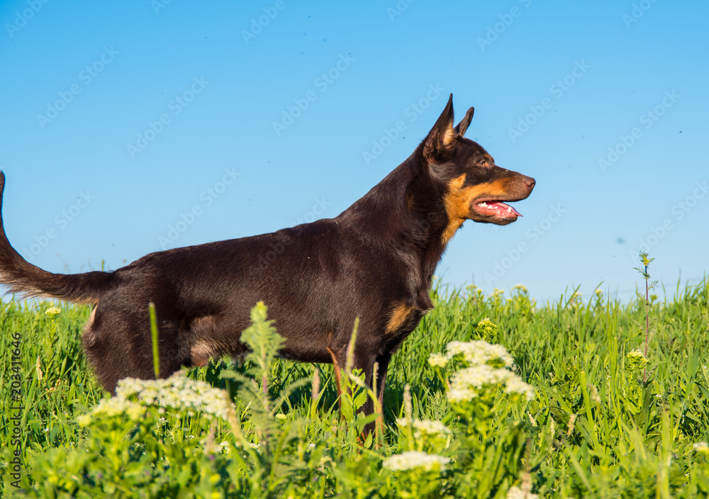 Australian Kelpie breed dog playing in the grass and swimming in the river Australian Kelpie breed dog playing in the grass and swimming in the river