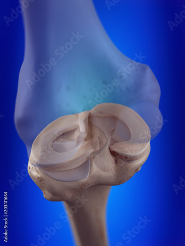 Photography 3d rendered, medically accurate illustration of the knee menisci