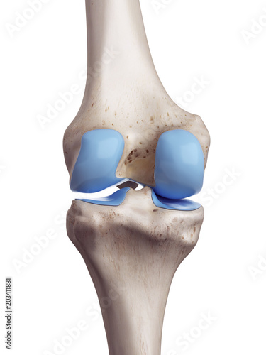 3d rendered, medically accurate illustration of the knee cartilage