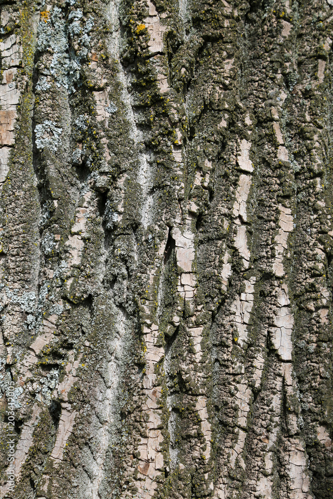 Obraz premium Rinde - Baum - Holz - Stamm - Moos - alt