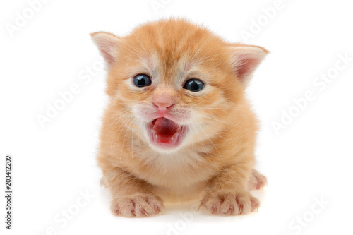 little red-haired kitten with blue eyes on a white background