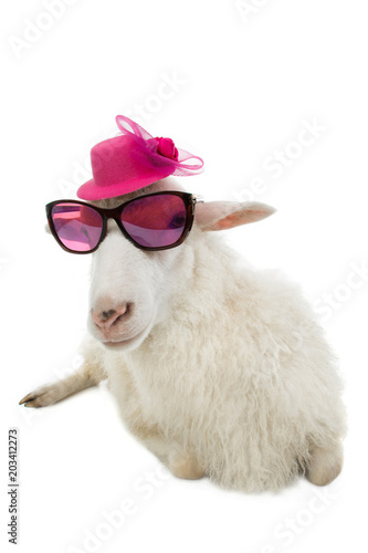 sheep with glasses