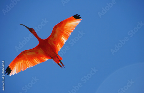Foto le vol d'un ibis rouge sur fond de ciel bleu