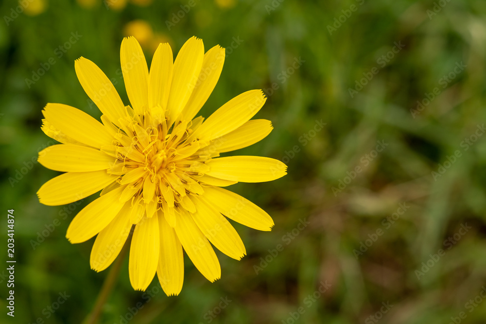 Gelbe Blüte mit Textfreiraum Gelbe Blüte mit Textfreiraum