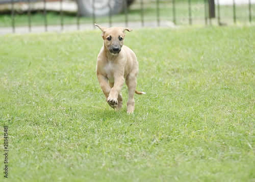 Cute greyhound puppy playing outdoor in the grass © nikidericks