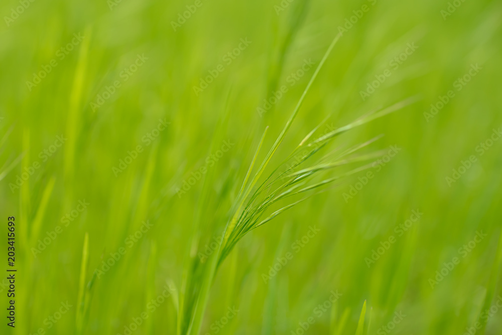Spring or summer background, Sunny day with flowers and grass. Spring or summer background, Sunny day with flowers and grass.