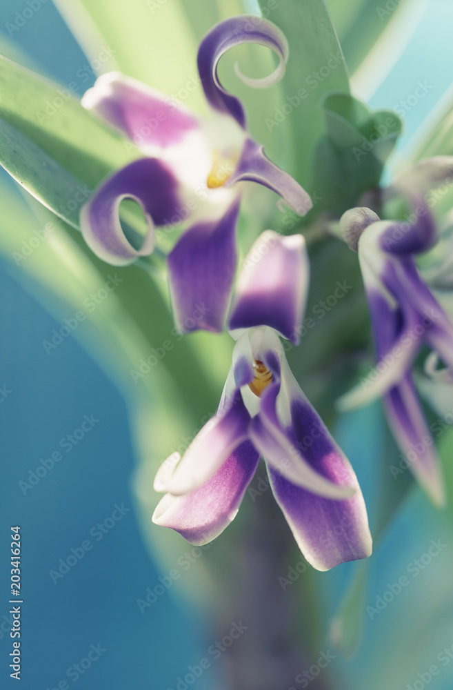 Fototapeta premium Orchid Close up Shot
