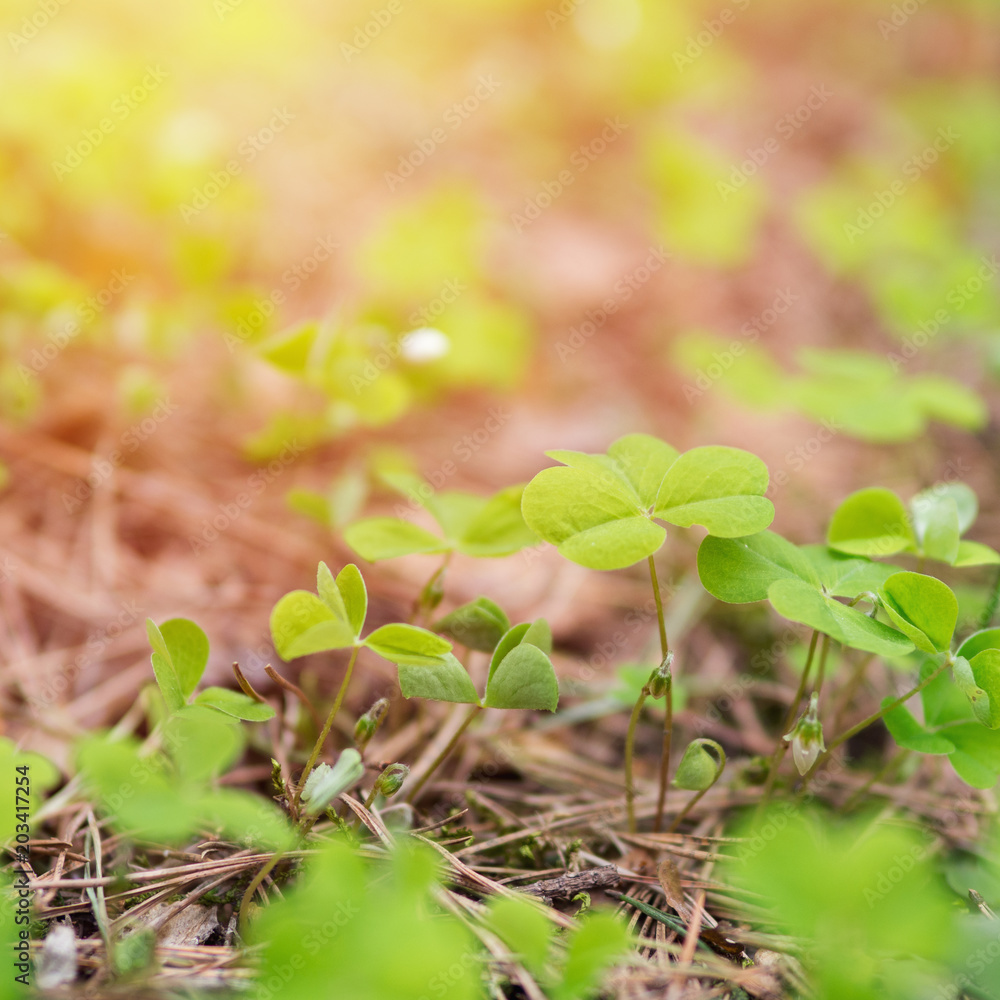 Clover happiness in the forest in spring. Young clover . Clover happiness in the forest in spring. Young clover .