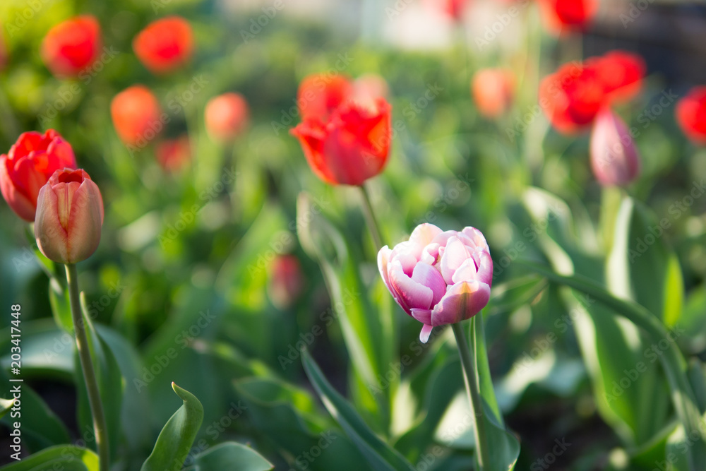 Nice tulips. Spring colorful flowers. Nature background Nice tulips. Spring colorful flowers. Nature background