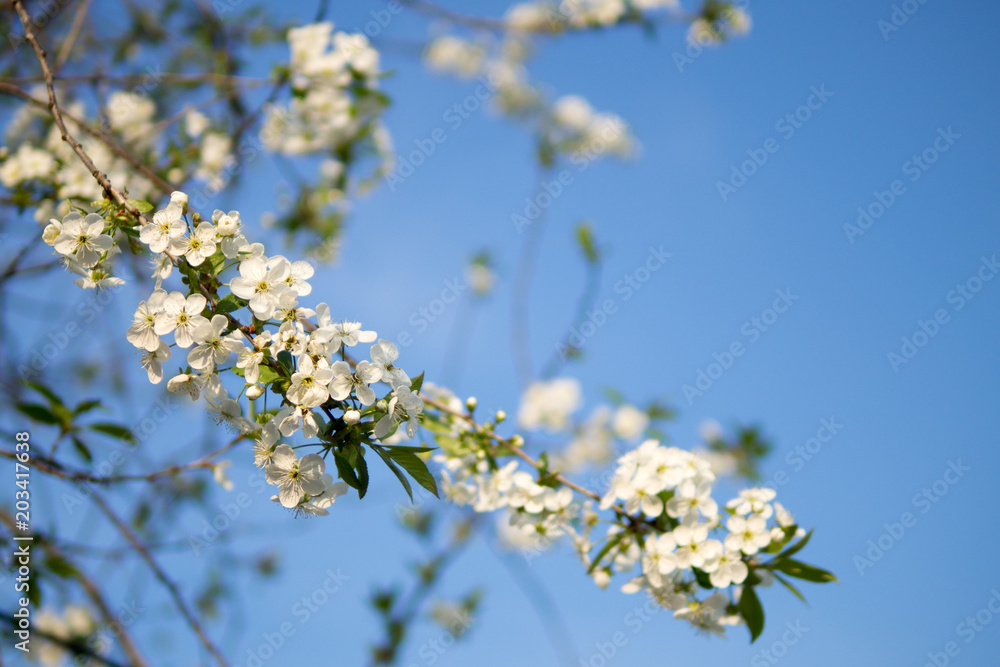 Beautiful cherry blossoms . Nature background