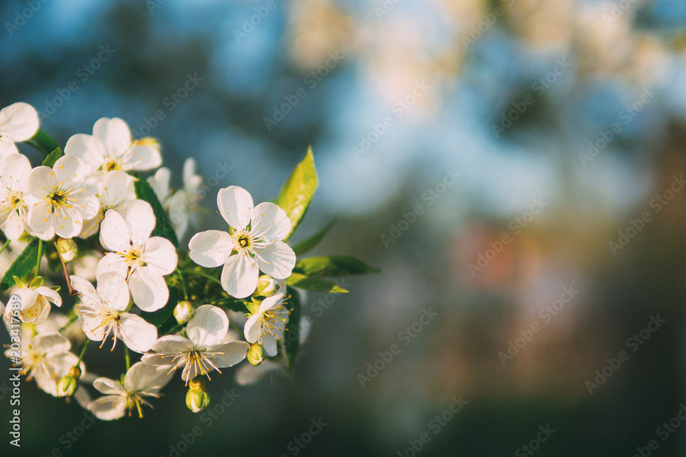 Beautiful cherry blossoms . Nature background Beautiful cherry blossoms . Nature background